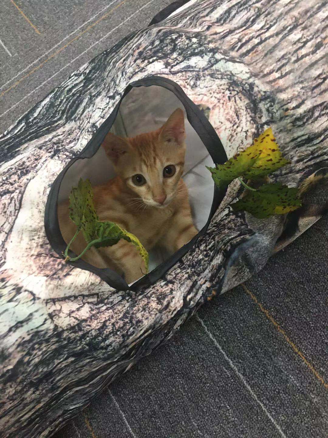 Tree Pattern Tunnel Cat Toy